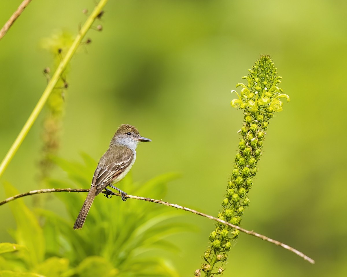 Grenada Flycatcher - ML572563391