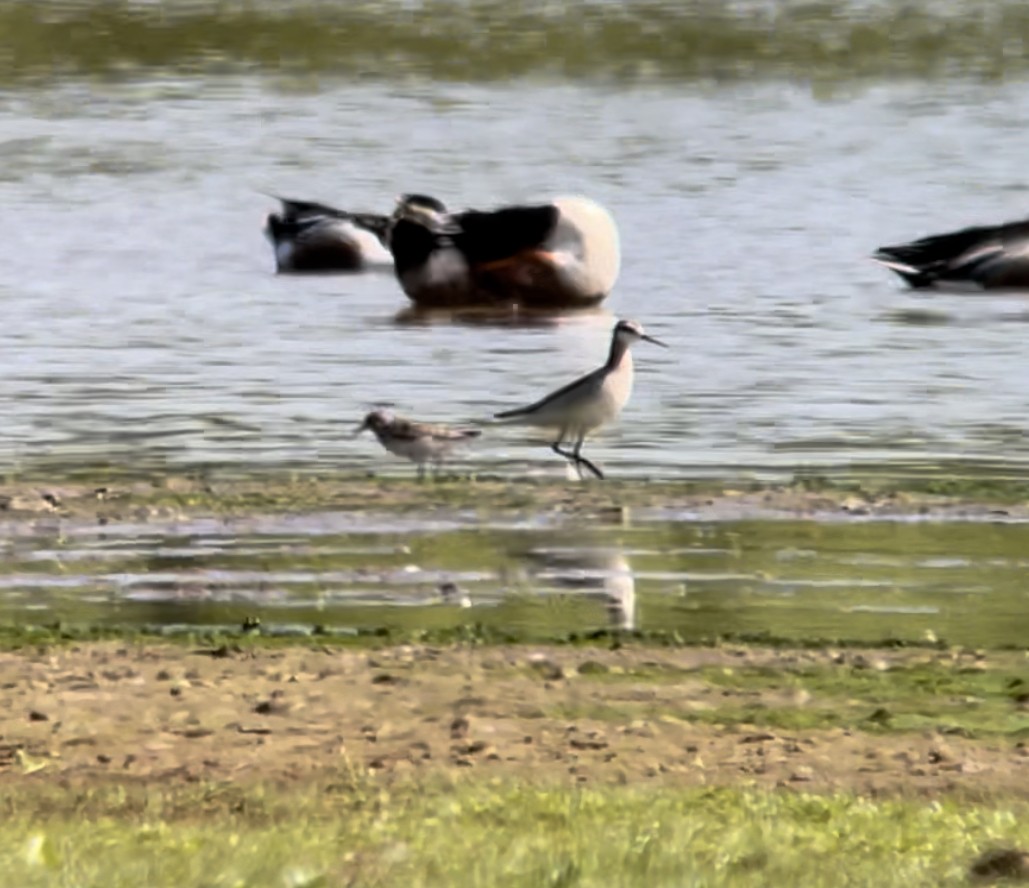 Wilson's Phalarope - ML572564331