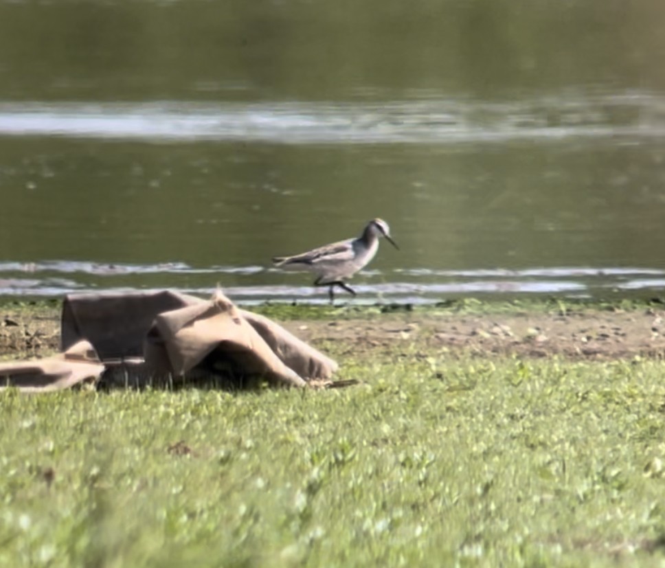 Wilson's Phalarope - ML572564411