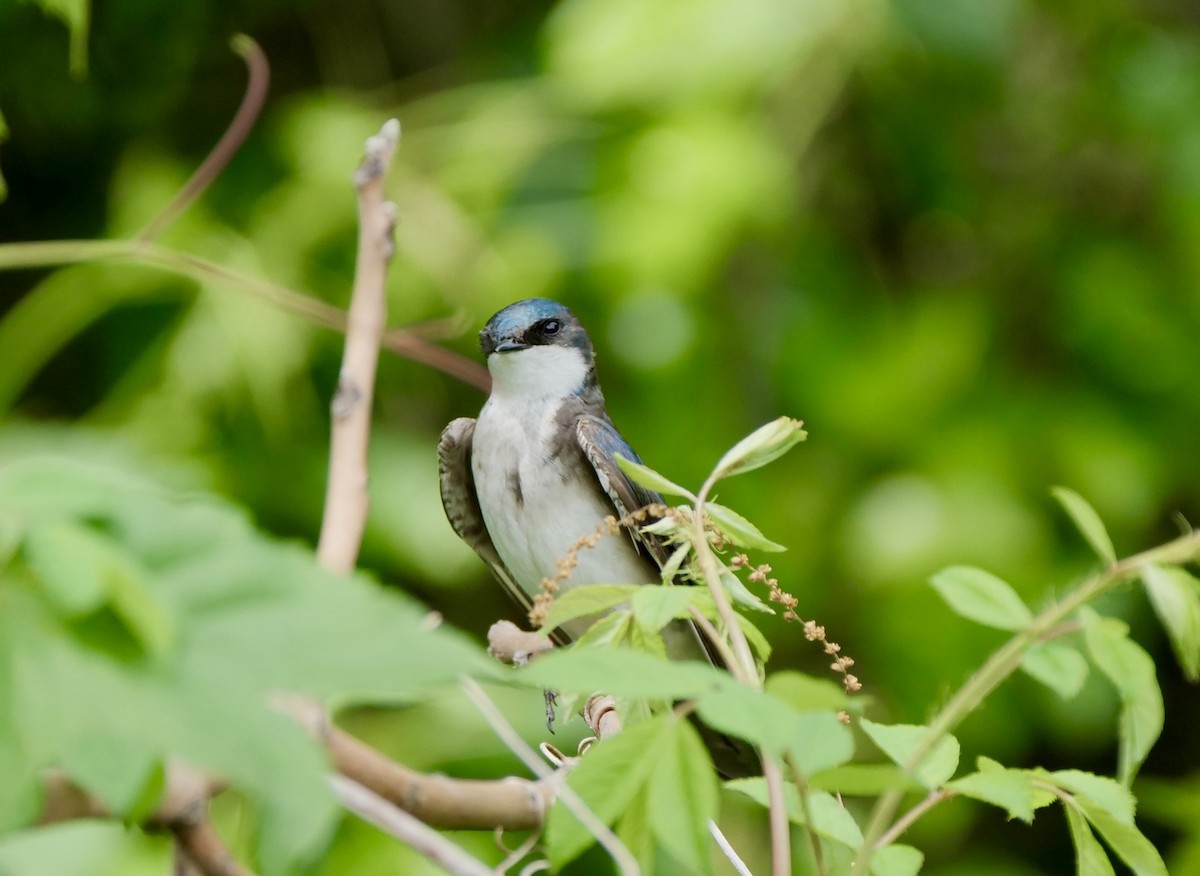 Tree Swallow - ML572565651