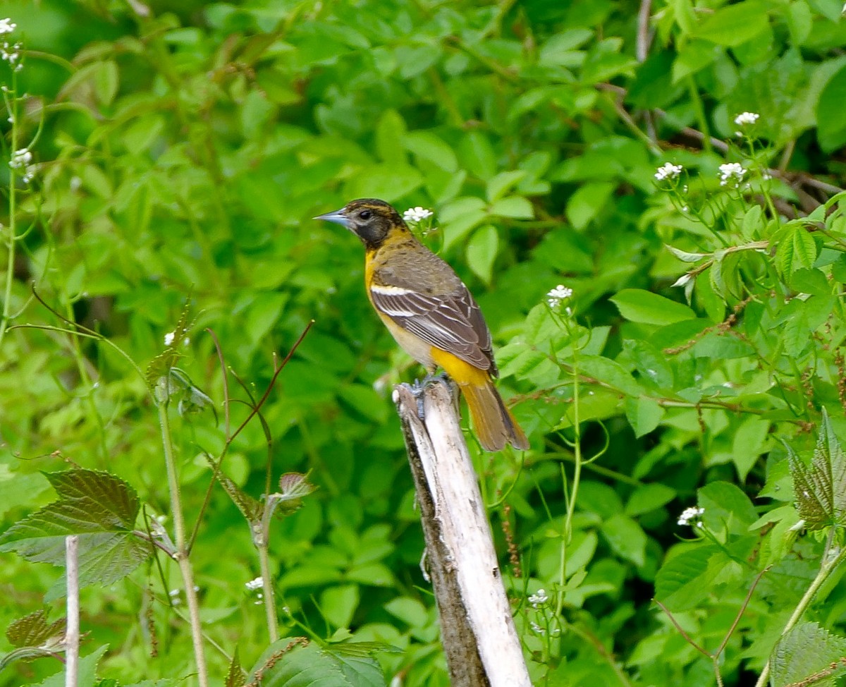 Baltimore Oriole - ML572565811