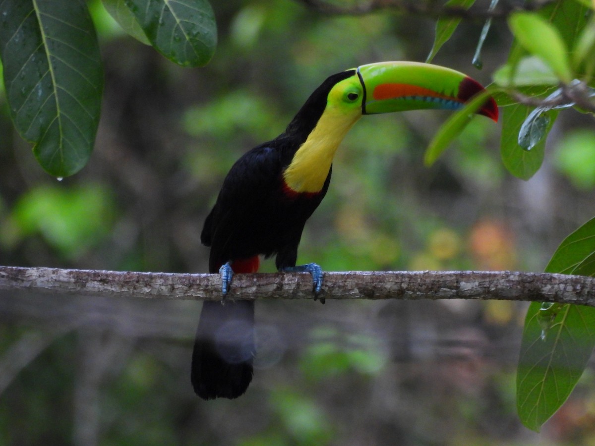 Keel-billed Toucan - ML572565881