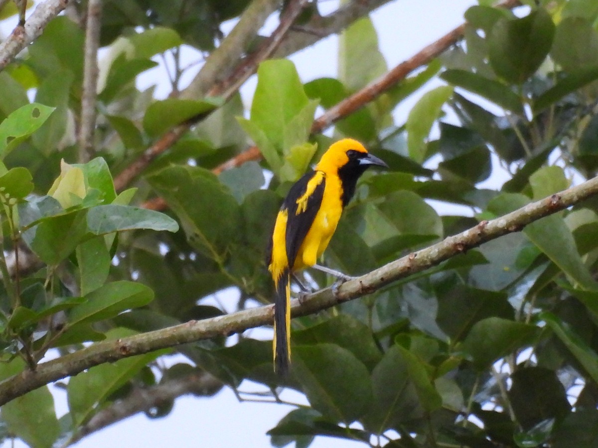 Yellow-tailed Oriole - ML572566391