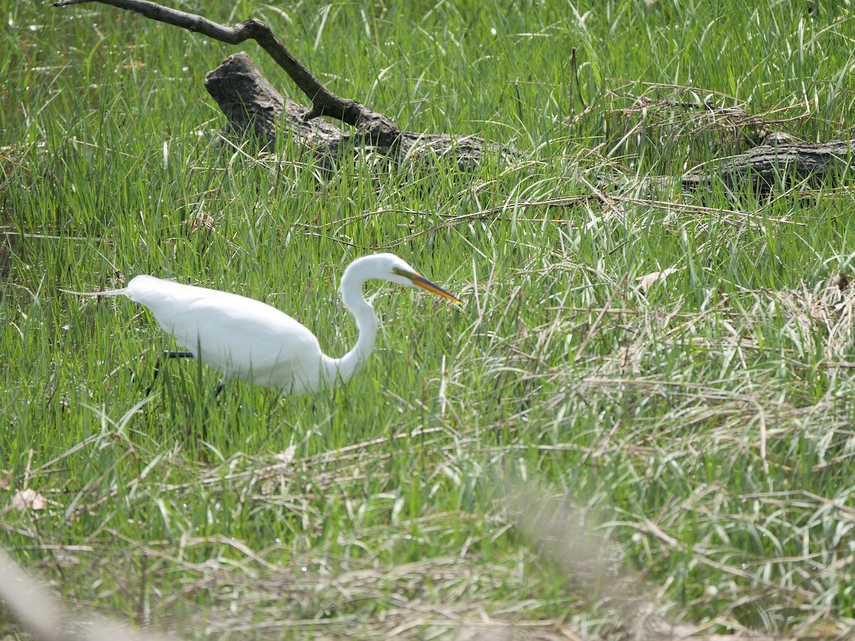 Great Egret (American) - ML572566451