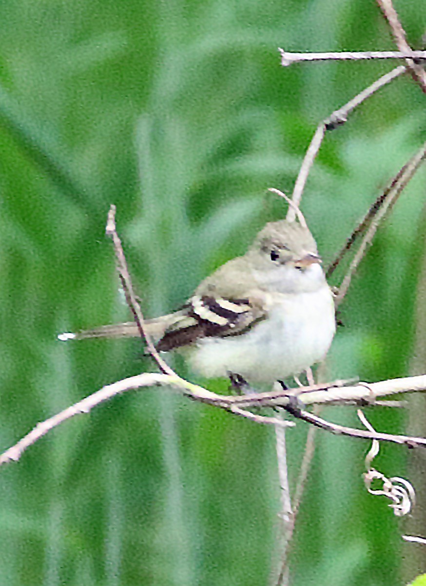 Acadian Flycatcher - ML572566461