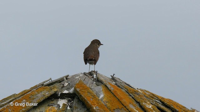 Hermit Thrush - ML572567371