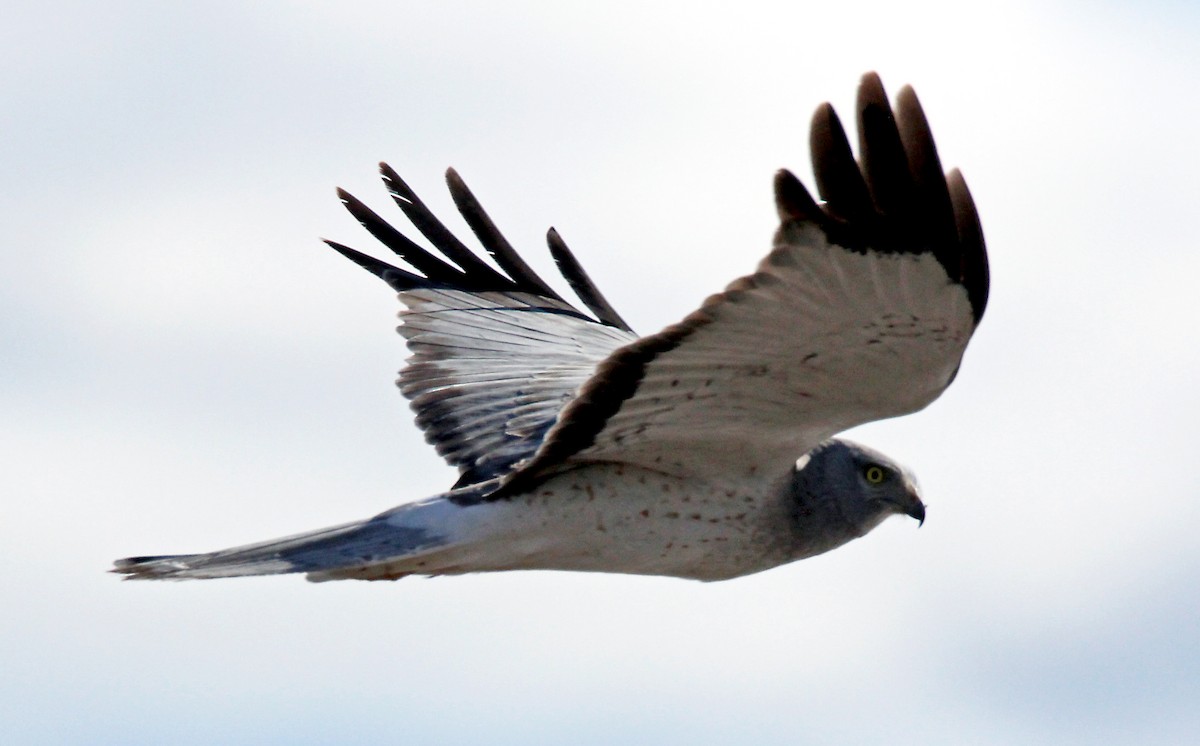 Northern Harrier - ML57256871