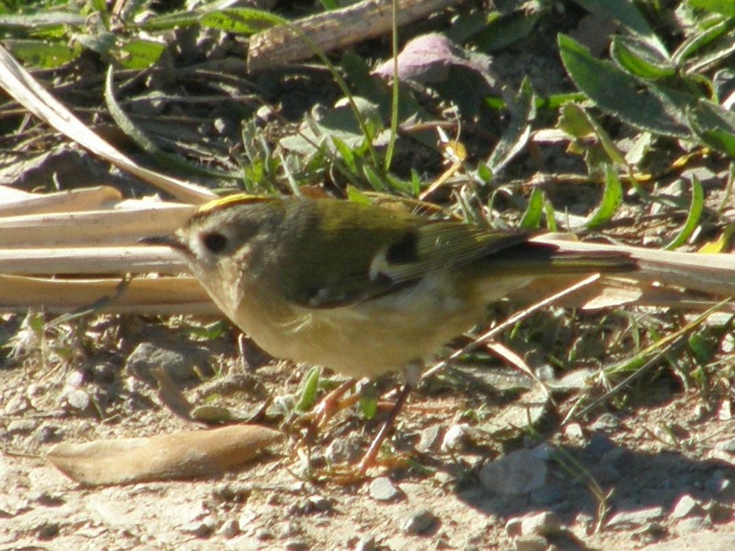 Шар мэлзэн задуулай - ML572569781