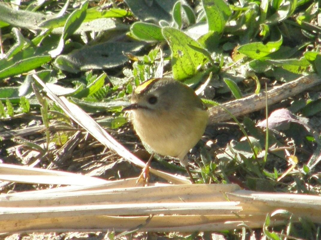 Шар мэлзэн задуулай - ML572569801