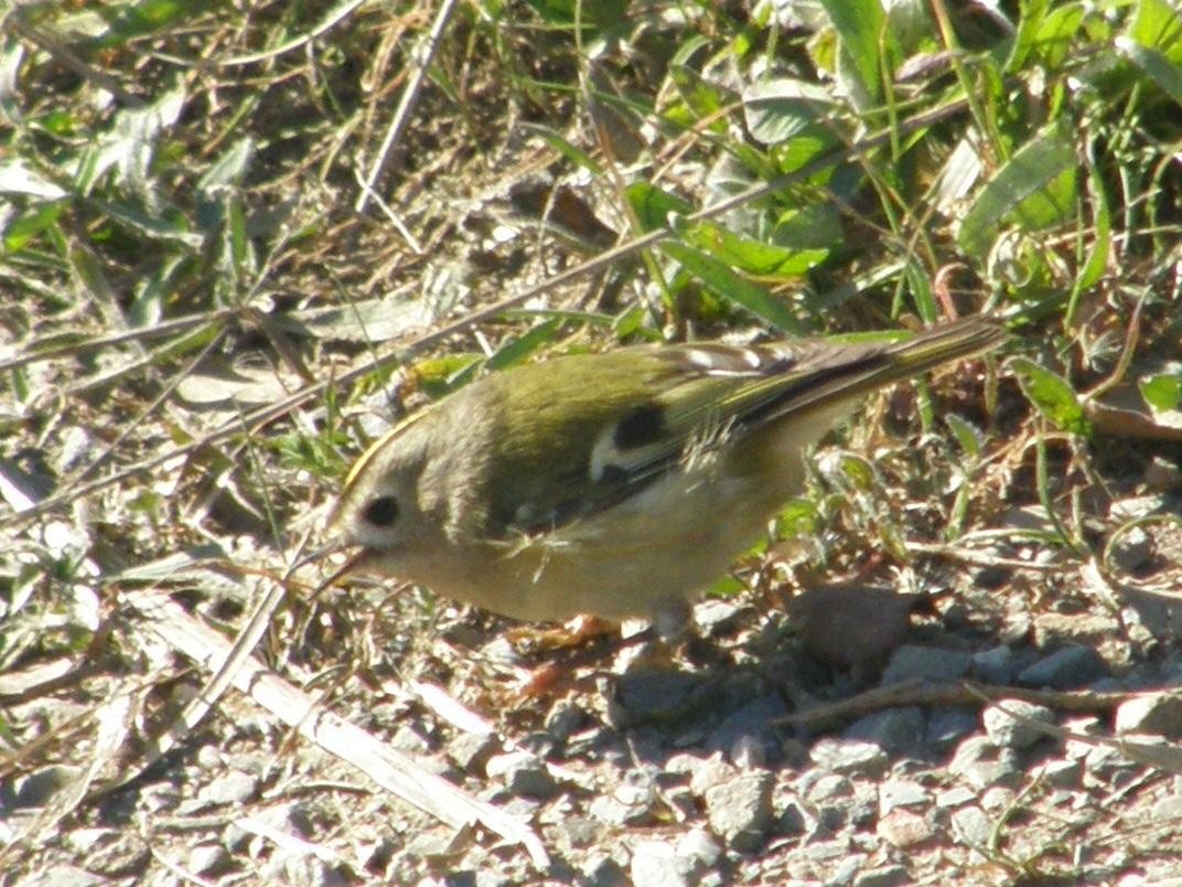 Goldcrest - ML572569811