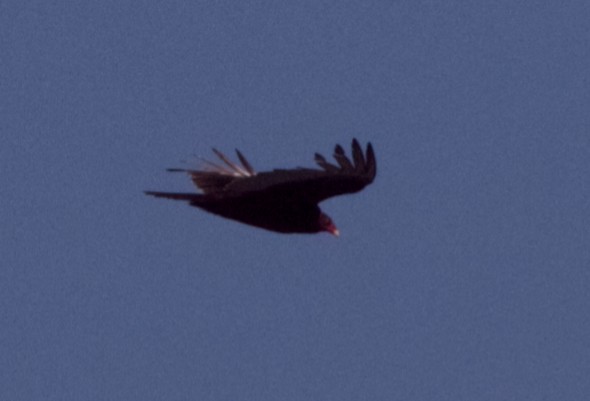 Turkey Vulture - ML572570461