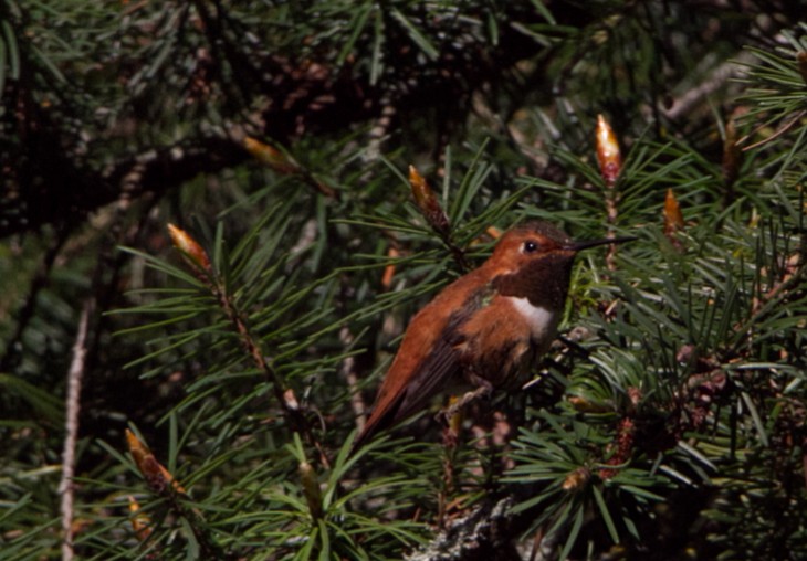 Rufous Hummingbird - Steve Taylor