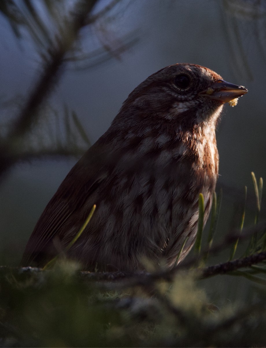 Song Sparrow - ML572570761
