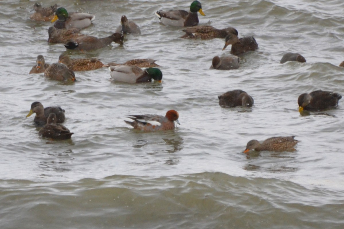 Eurasian Wigeon - ML572571151