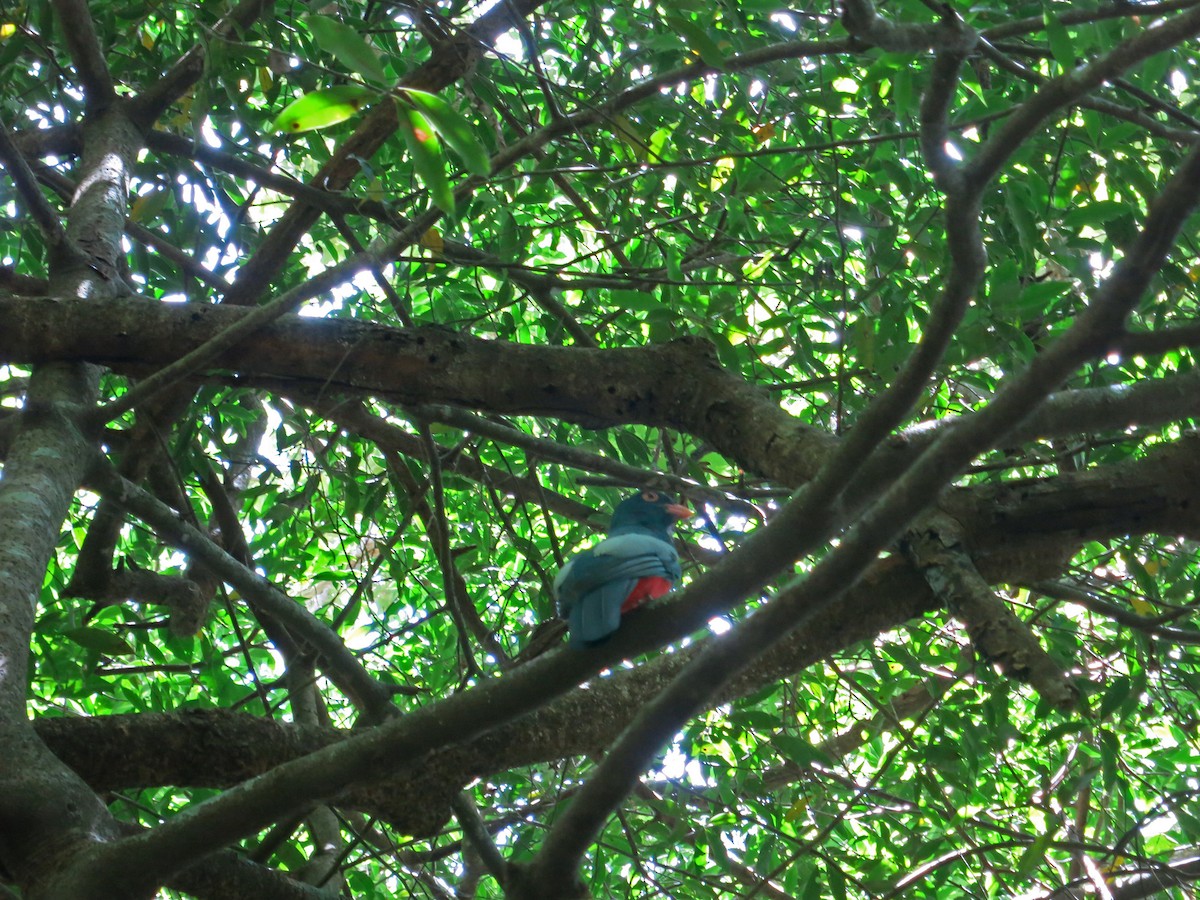 Slaty-tailed Trogon - ML57257201