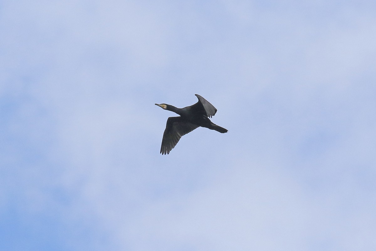 Great Cormorant - ML572572591