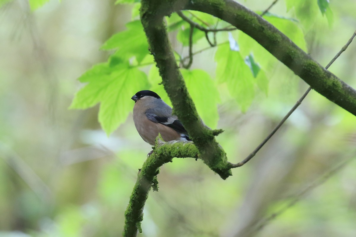 Eurasian Bullfinch - ML572572791