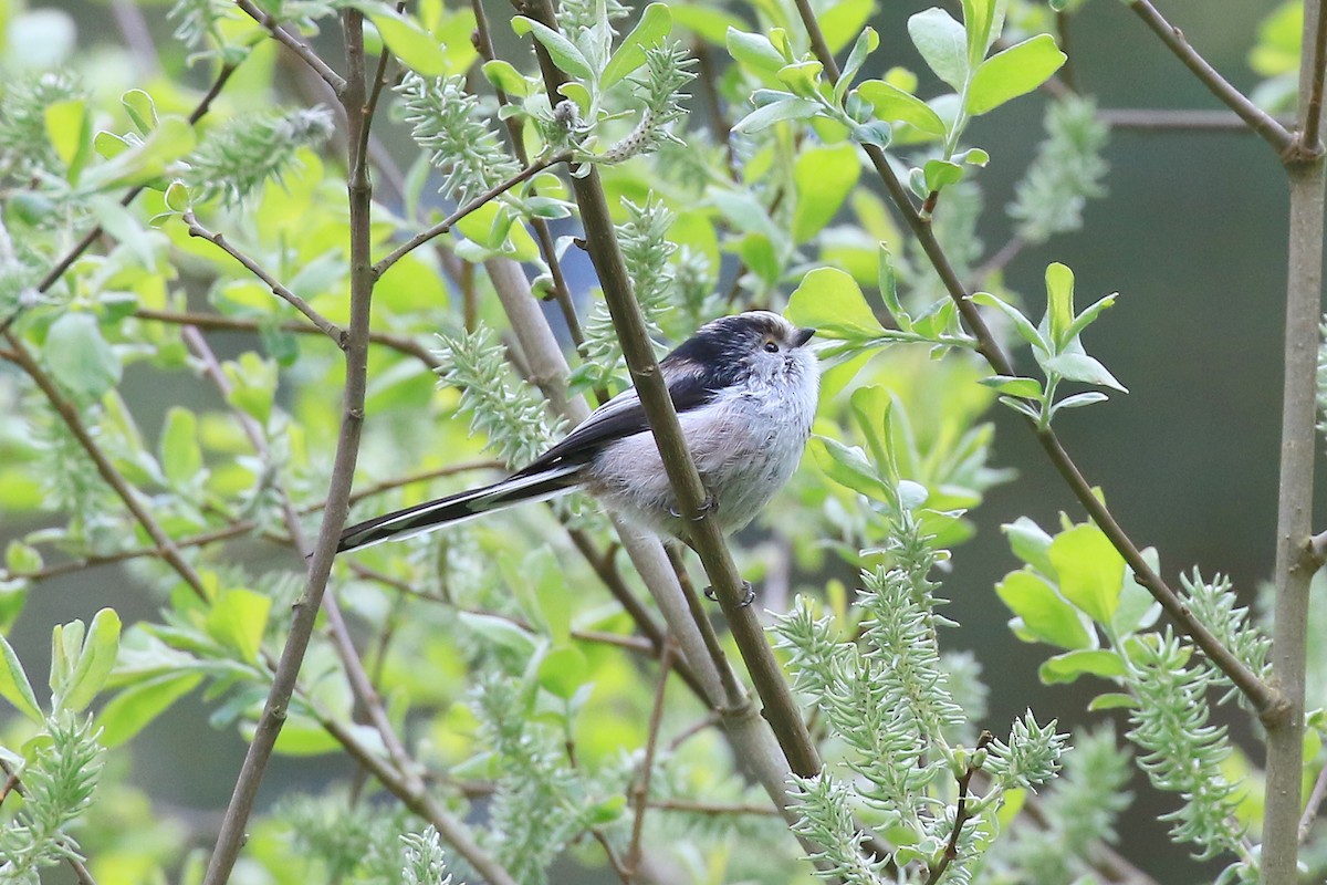 Long-tailed Tit - ML572572941