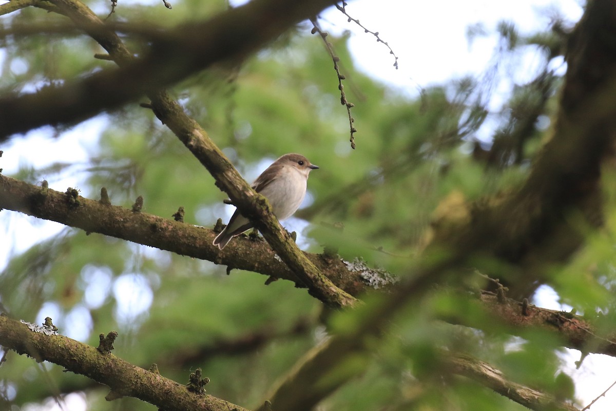 European Pied Flycatcher - ML572573111