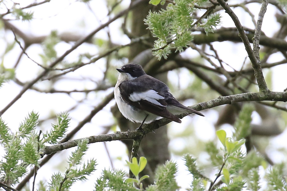 European Pied Flycatcher - ML572573121