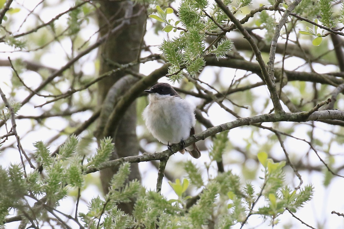 European Pied Flycatcher - ML572573151