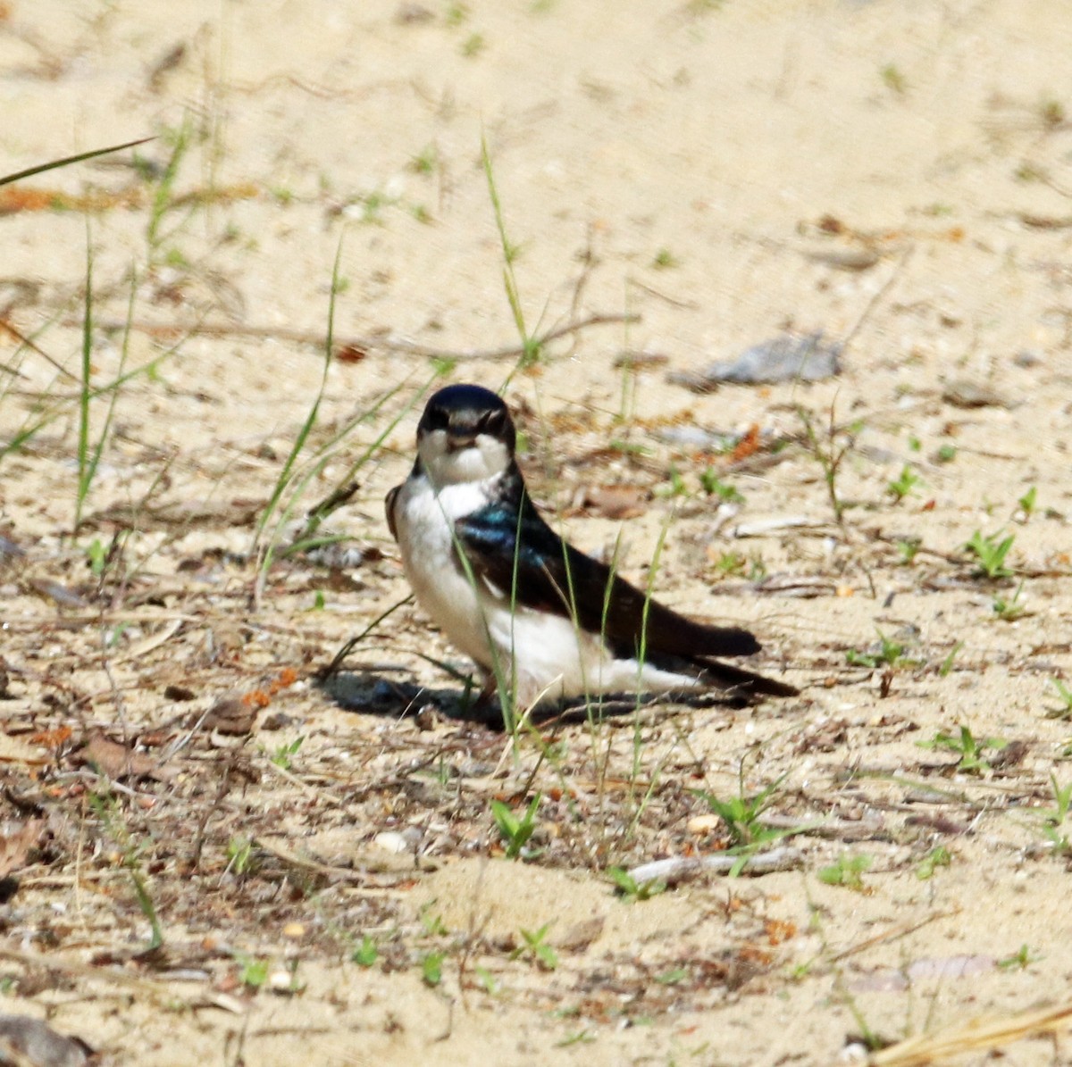 Tree Swallow - ML572575041