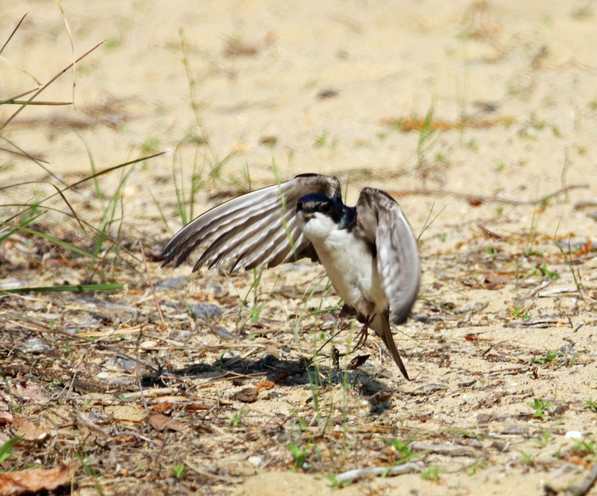 Tree Swallow - ML572575051