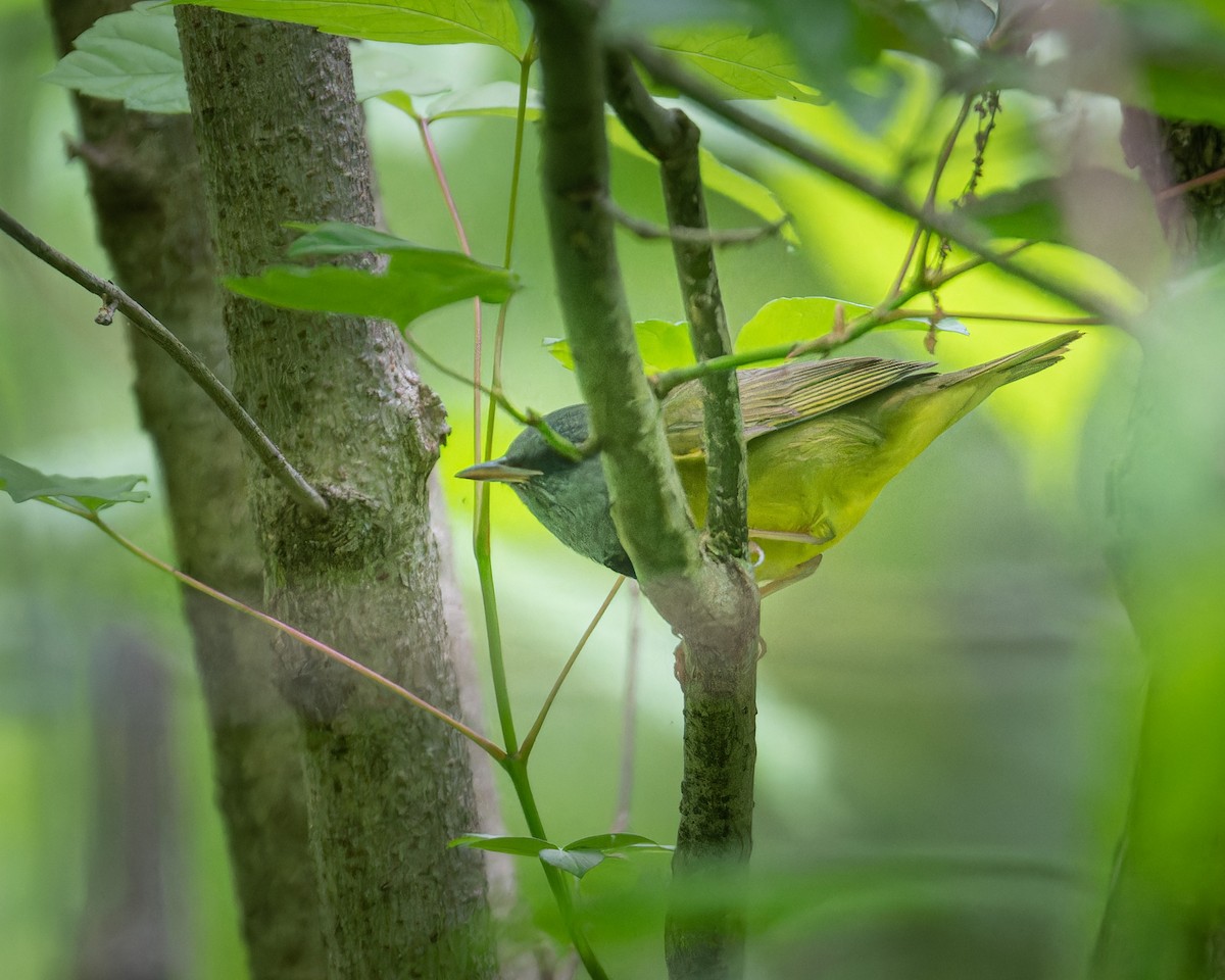 Mourning Warbler - Greg Walker