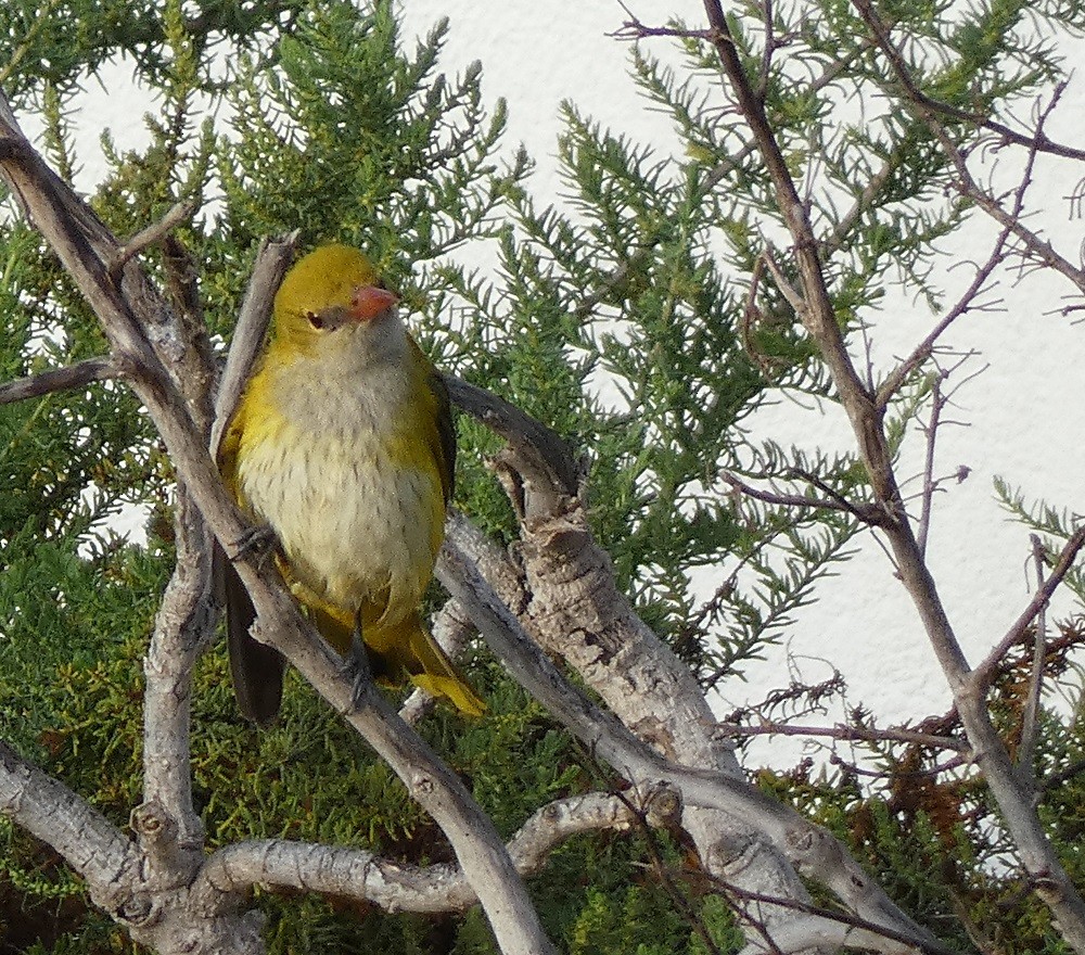 Eurasian Golden Oriole - ML572575221