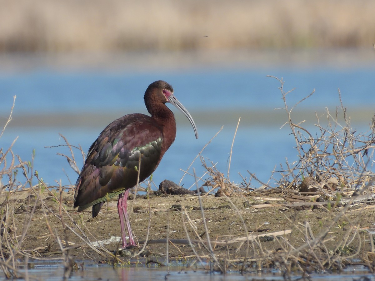 White-faced Ibis - ML572575341