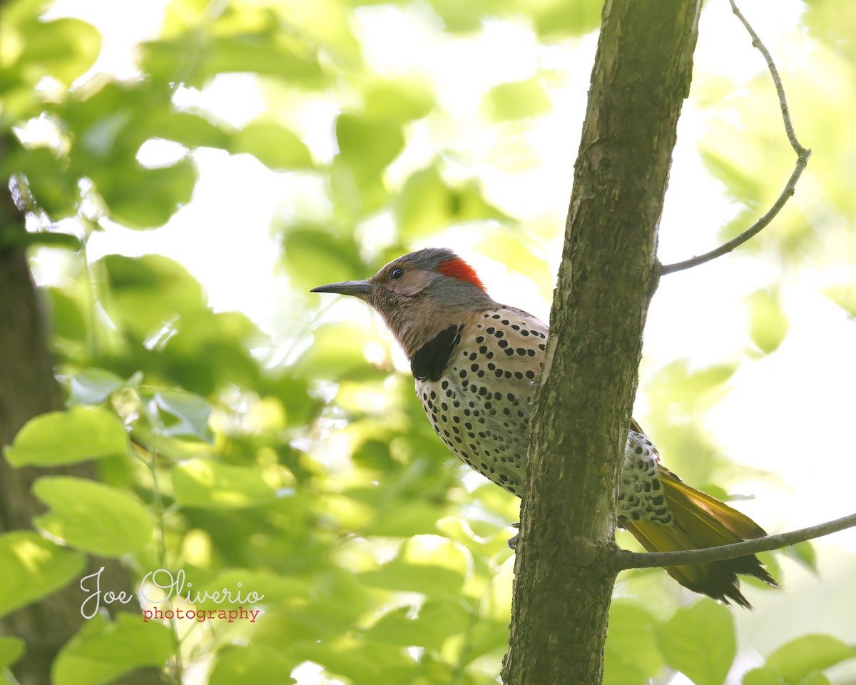 Northern Flicker - ML572575421