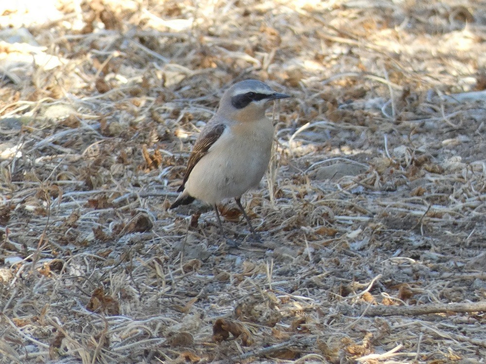 Northern Wheatear - ML572575531