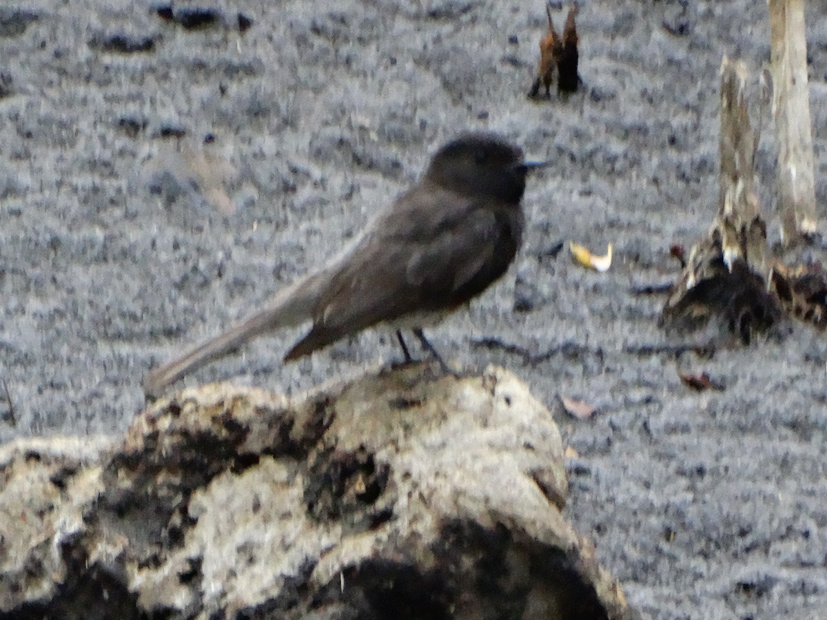 Black Phoebe - ML572576451