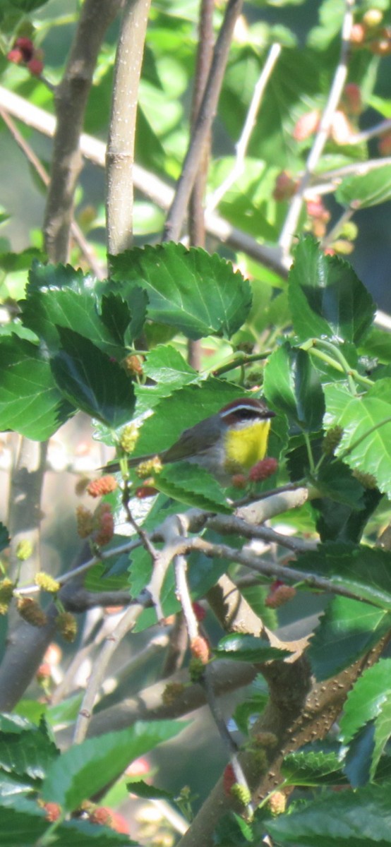 Rufous-capped Warbler - ML572576851