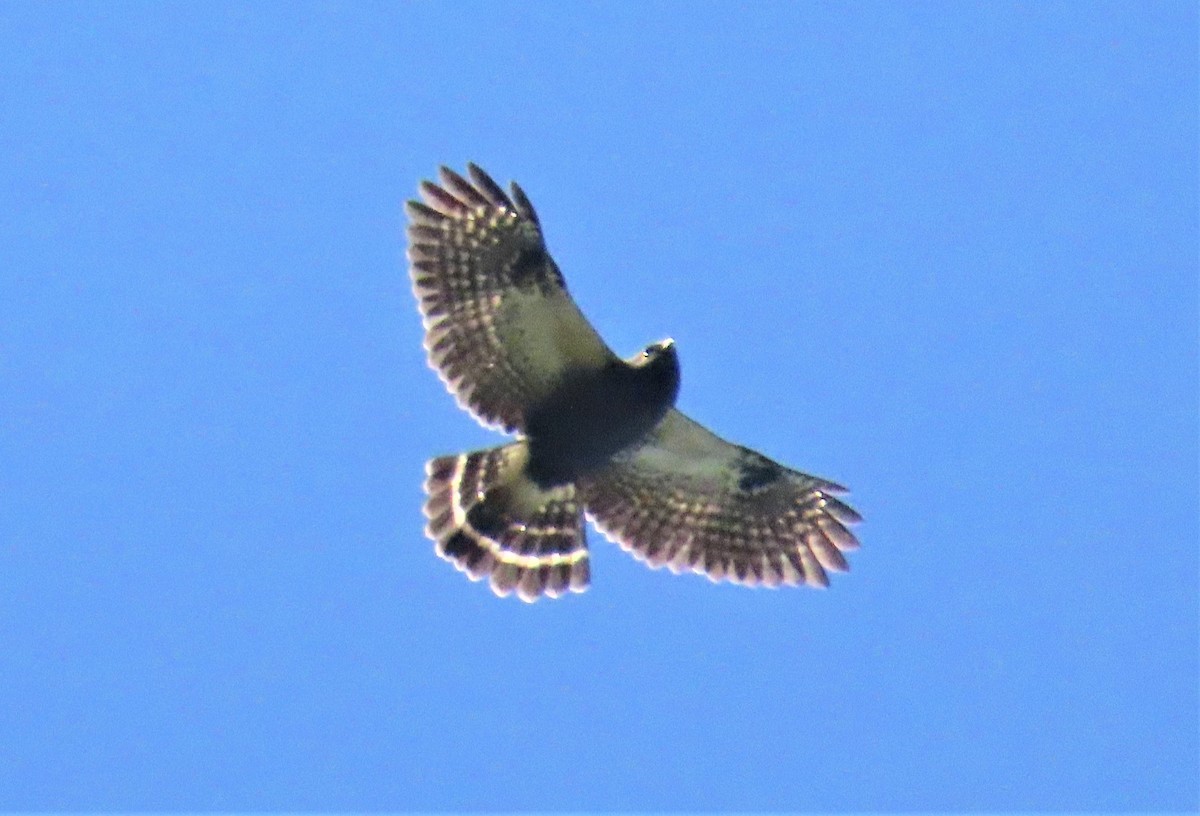 White-rumped Hawk - ML572576861