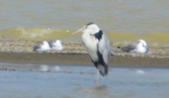 Gray Heron - Kerry Serl