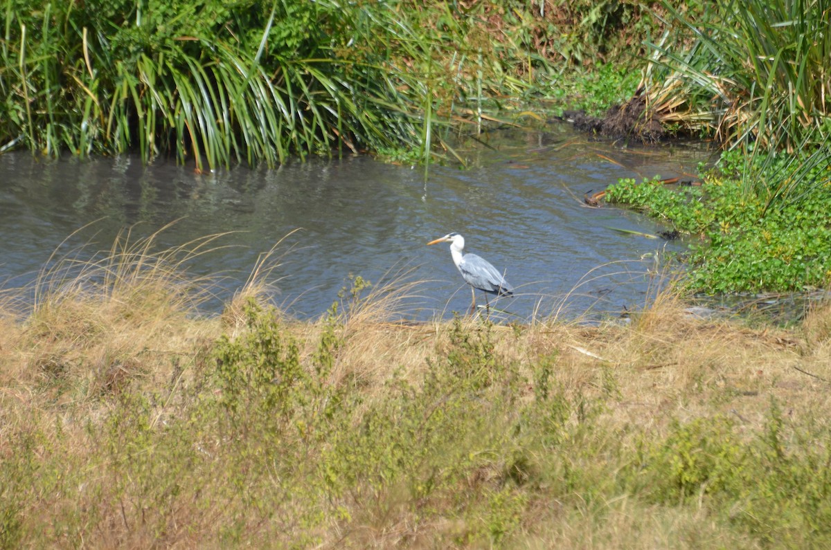 Gray Heron - ML572580001