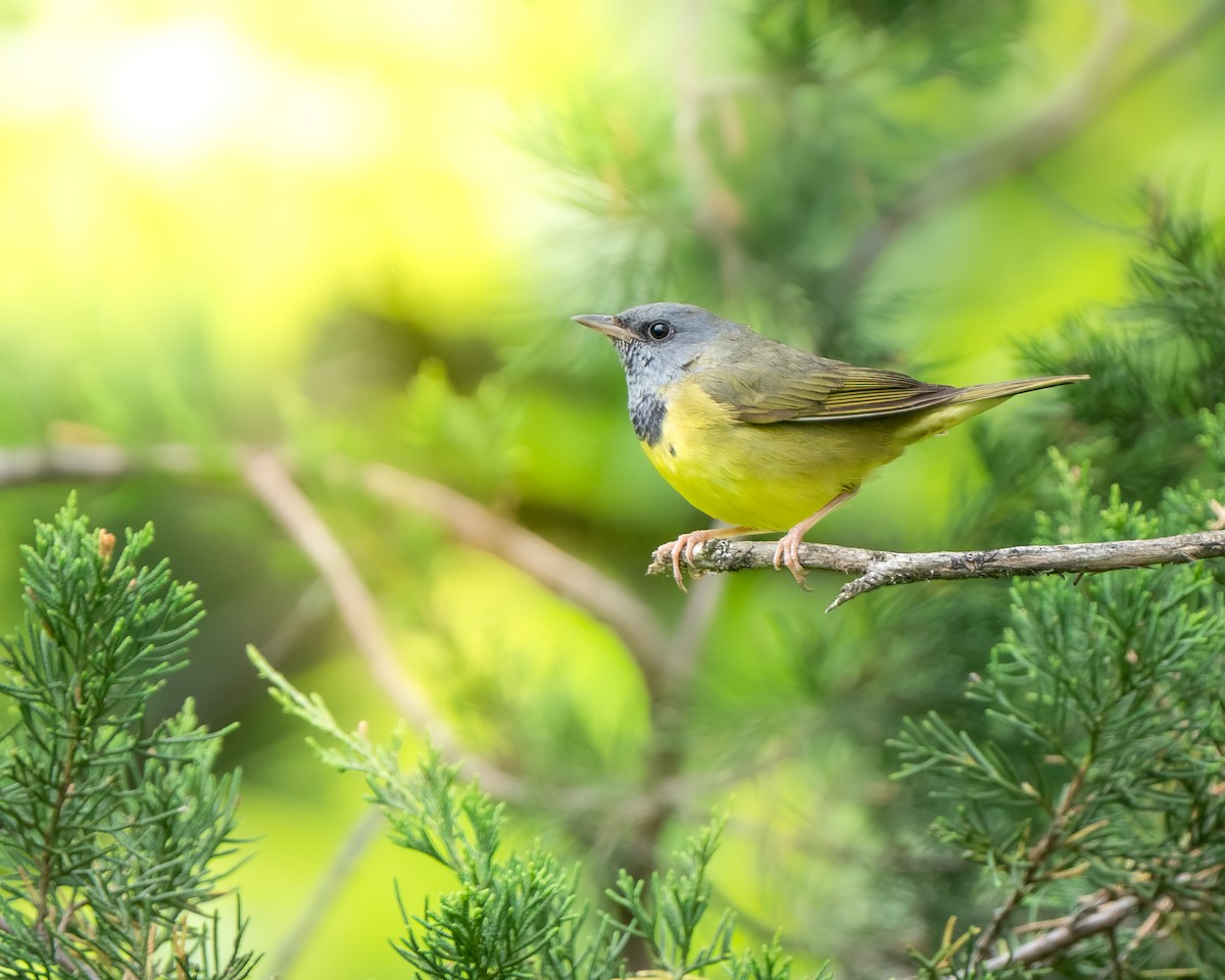 Mourning Warbler - ML572580121