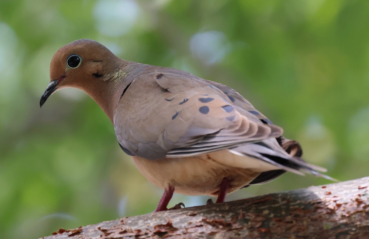 Mourning Dove - ML572580231