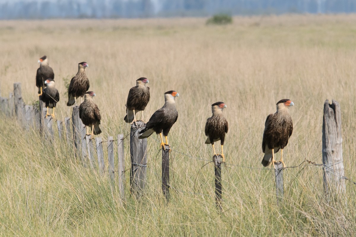 Caracara Carancho - ML572580551