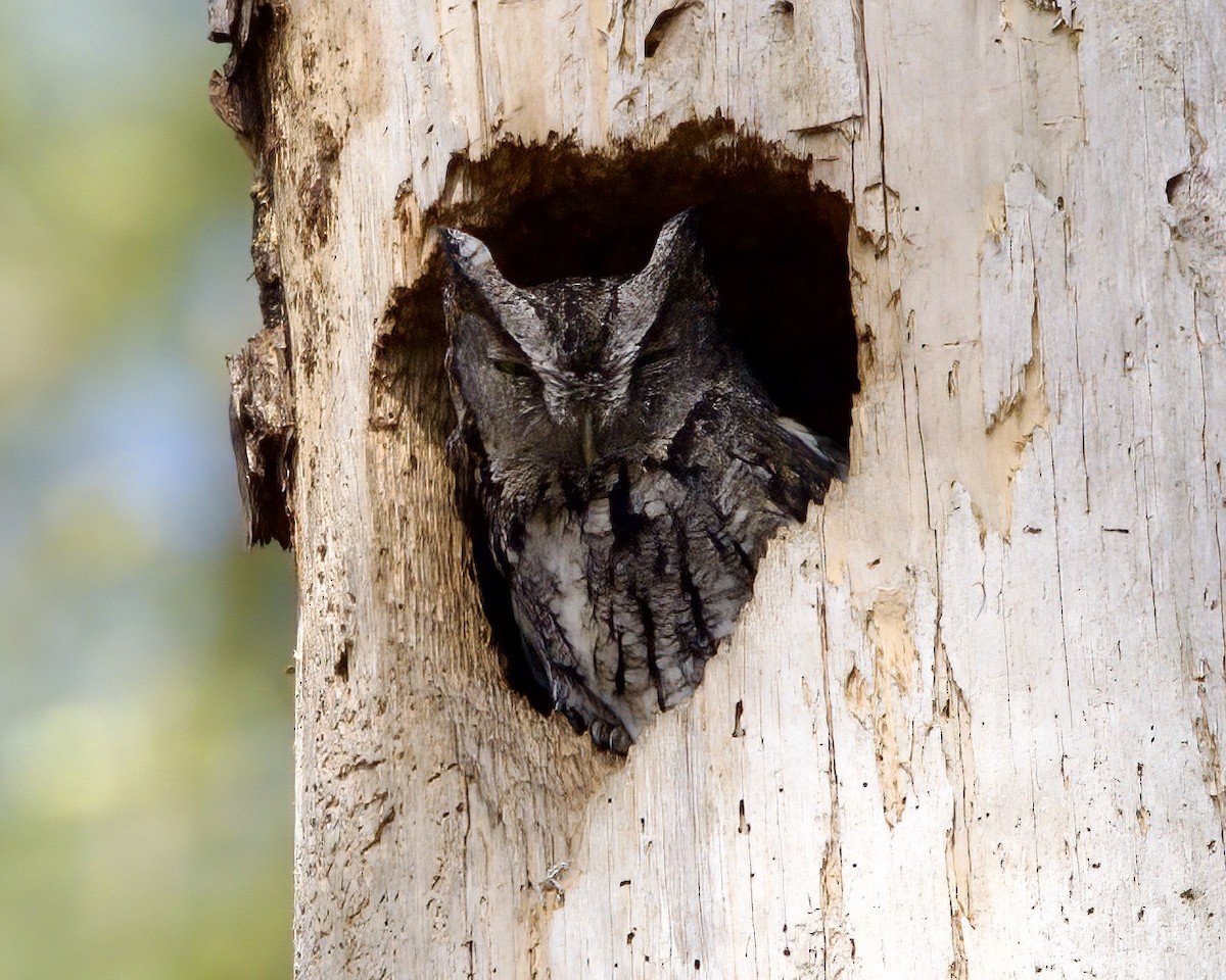 Eastern Screech-Owl - ML572582391