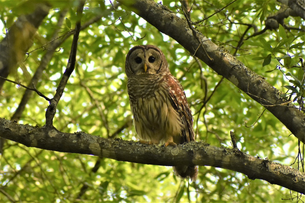 Barred Owl - ML572582491