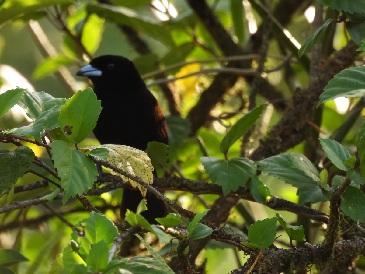 Scarlet-rumped Tanager - ML572583631