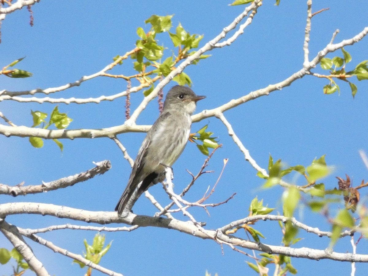 Olive-sided Flycatcher - ML572583951