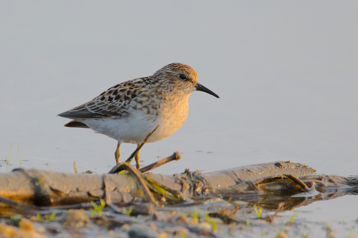 Least Sandpiper - ML572584121