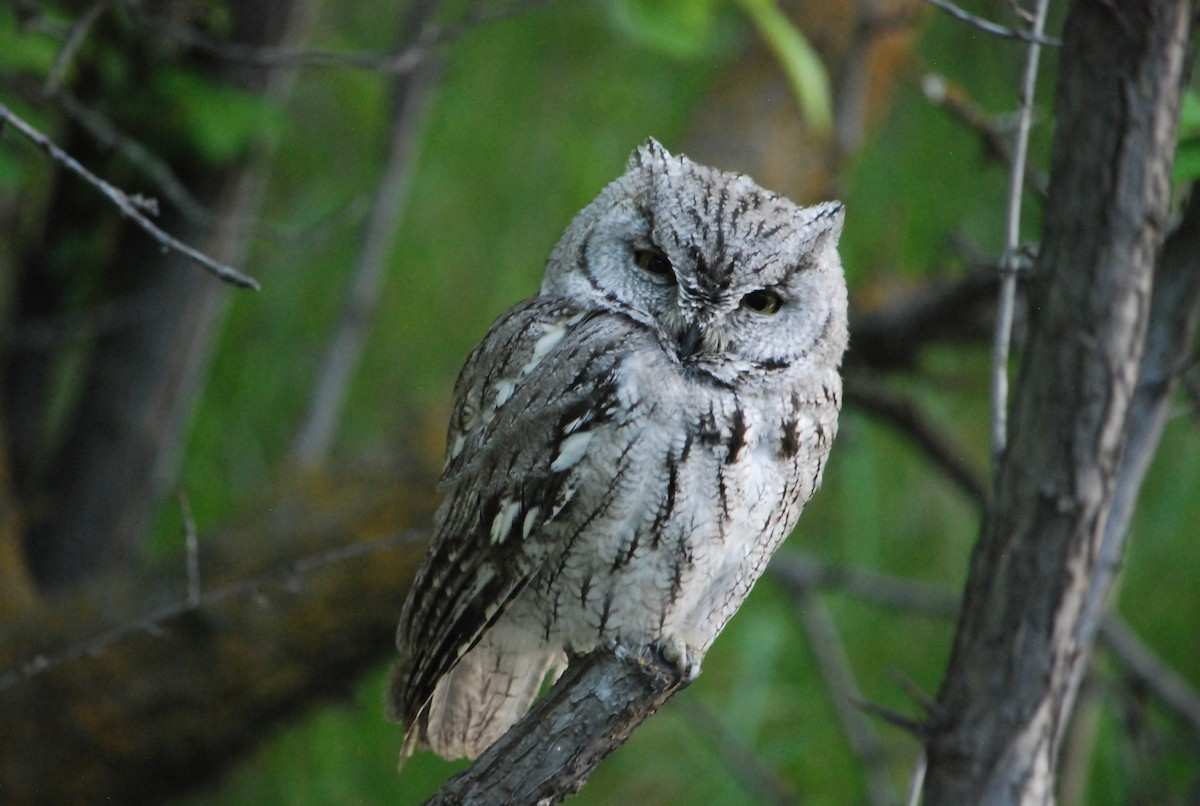 Western Screech-Owl - Noel Zaugg