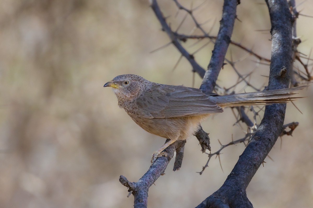 Arabian Babbler - ML572584791