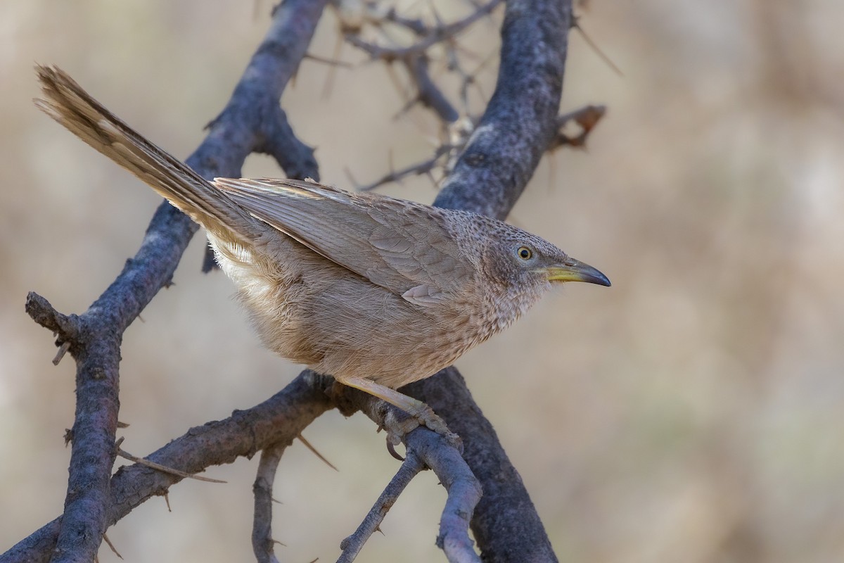 Arabian Babbler - ML572584801