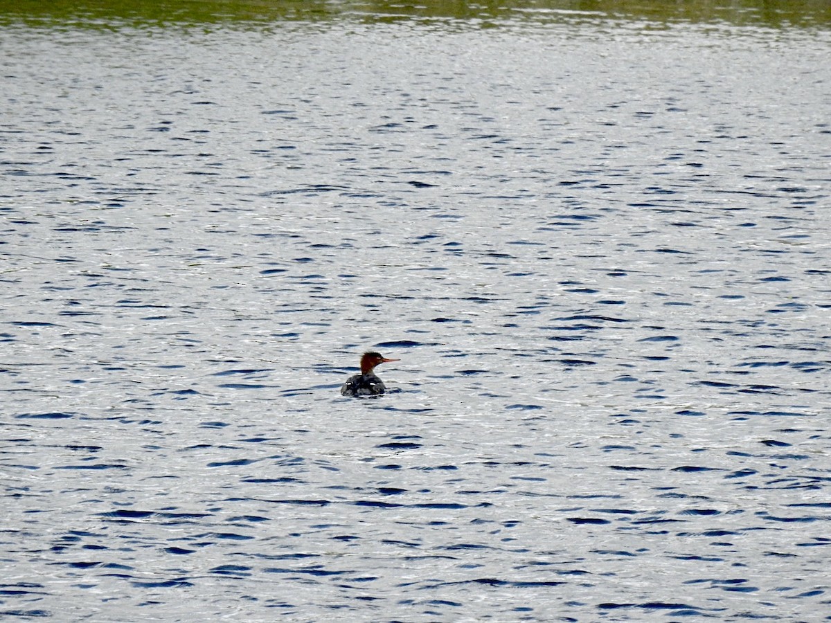 Red-breasted Merganser - ML572585081