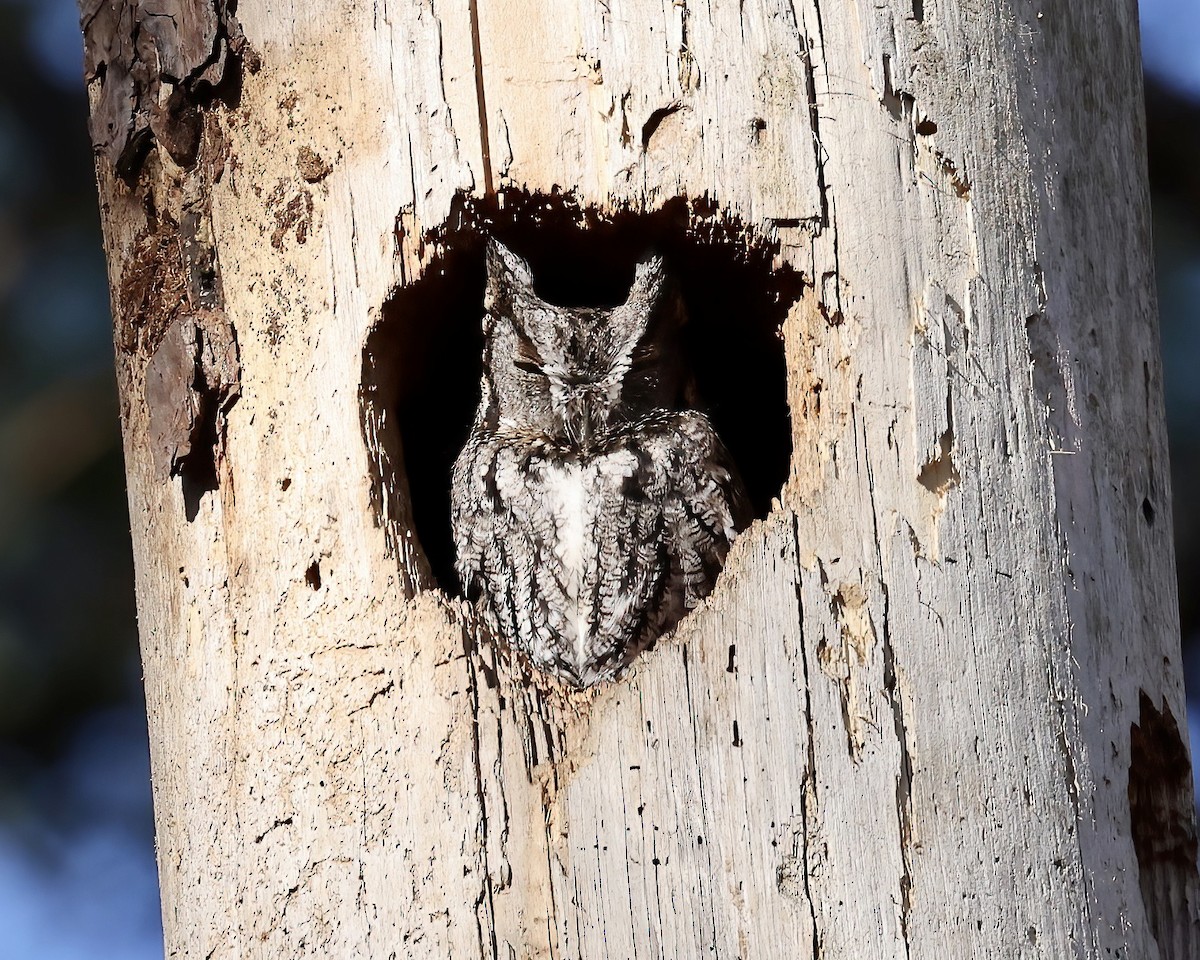 Eastern Screech-Owl - ML572585721